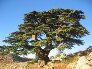 Trees in the Torah